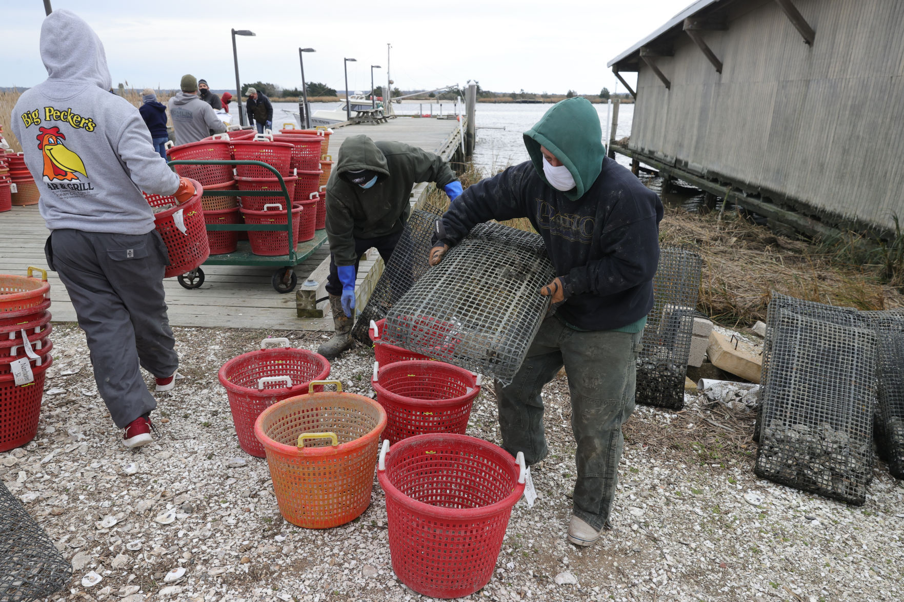 Oysters